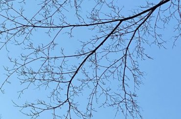 ・
・
明治神宮にお散歩に行きました
・
明治神宮は大好きな場所で一年の内に何度も足を運びます。
・
1枚目の写真、なんだか線香花火の火の玉の周りのぱちぱちに...