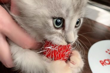 .
名前決めた
※何日か前に決めたけど。

ジーニーではなくジャックです
ジャックスパロウからとりました笑
目付きがシンバより鋭いので
ほんわかした名前じゃなく...