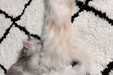 .
わーーー
初めての並んで寝た記念ーー
かわいいかわいいかわいい……。
*☼*―――――*☼*―――――
#今日のシンバ #今日のジャック #猫 #ねこ #ネ...