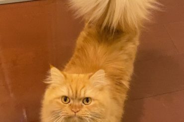 *
遊んでほしくておねだり
犯罪級のかわいさ
ただ、本当に遊ぶまでやってくるから本当にしつこいです
@remon.marimo_konno *
*
#マンチカン...