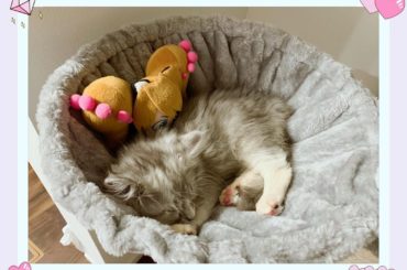 .
怪盗レーニャと寝るジャック
 .｡ ________________________ ｡. 
#今日のジャック #ラガマフィン #オス #3ヶ月 #猫 #ね...