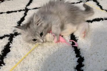 .
今日ワクチン打ってきましたジャックくん
体調も悪くなさそうやし 猫じゃらしで元気に遊んでくれようけん
ひと安心
それにしても ちっちゃいなー。
外おるとき写...