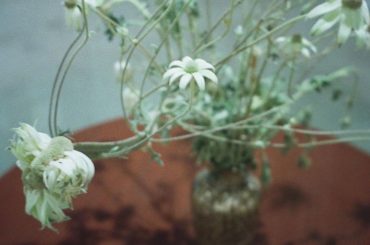 花の影、

#hikarufilms...