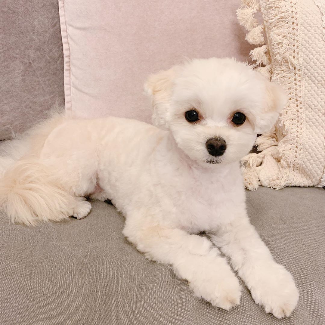 きゃりーぱみゅぱみゅ 小顔カットしてもらいました Moe Zine