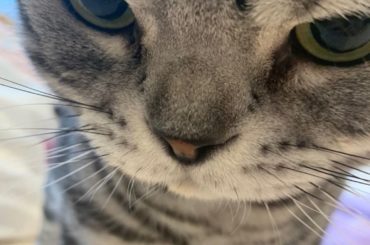 はじめてのいんすただよ。できてるかな？

びす

#ねこ　#ねこです　#ねこのひ...