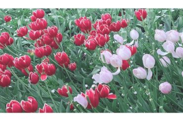 ㅤㅤㅤㅤㅤㅤㅤㅤㅤㅤㅤㅤㅤ

お花がたくさん咲き始める春

ㅤㅤㅤㅤㅤㅤㅤㅤㅤㅤㅤㅤㅤ

一番好きな季節です ㅤㅤ

#tokyodisneyresort
#S...