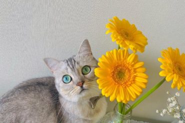 *
黄色いお花とれもんちゃん
@remon.marimo_konno...