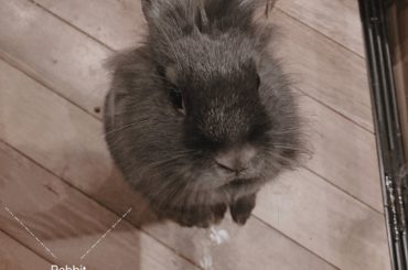 #うさぎかわいい...