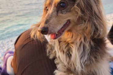 いつかのイケメン

みなさんおうちで何して過ごしてますか~
不安でウズウズする日々ですが、今は耐えどきです
お家にいる事が一番。頑張りましょう

#実家ワンコ
...