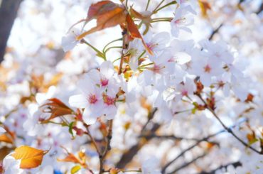 桜﻿
﻿
﻿
﻿
随分前に撮った桜﻿
今年はしっかりと見れなかったけど来年はゆっくり安心してお花が見れるといいな！﻿
﻿
もう家の近くの桜は葉っぱに変身してまし...