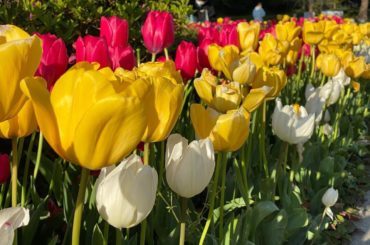 ・
・
体が鈍っているからと
お散歩してきました
・
綺麗なチューリップがたくさん咲いていました
1人でするお散歩も良いけれど、友達や家族、恋人など、誰かと一...