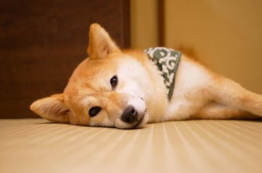 柴犬﻿
﻿
﻿
﻿
だいぶ前にお仕事で豆柴カフェに行ってきました﻿
犬とふれあうのは久しぶりだったからとても楽しかったです﻿
﻿
凄い元気いっぱいで癒されたァ﻿...