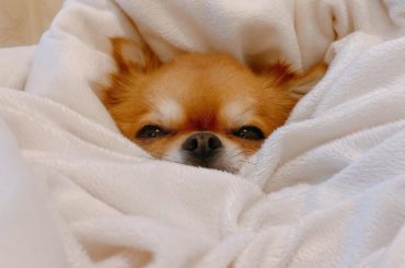 my baby #コロネちゃん　#じゅんコロ　#ロングコートチワワ...