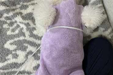 はなまさ仰向けで寝るので
流行りのやつやってみた。

コンプラ守れるし、お腹あったまってそのままねた笑

はなまさが枕にしてるクッションでやったらちょっと大きす...