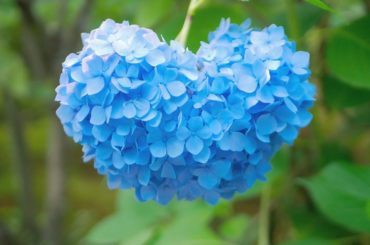 紫陽花﻿
﻿
﻿
﻿
ハートなんですよ可愛いですね﻿
﻿
去年京都で撮りました﻿
﻿
最近ハマってる曲はaikoさんのボーイフレンドとコレサワさんの死ぬこと以外...