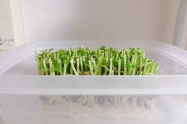 最近豆苗の写真しか撮ってない笑

#おうち時間 
#豆苗栽培 4日目...