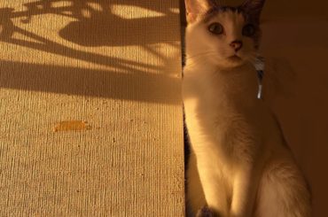 ・
・
写真で一言
・
・
・
#みーこ 
#猫のいる暮らし 
#catstagram 
#cat 
#大喜利 
#チャレンジしてみてね 
#はるなの毎日 
...