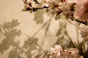 造花の桜で春を感じてます。
癒される、かわいい。

#おうち時間...