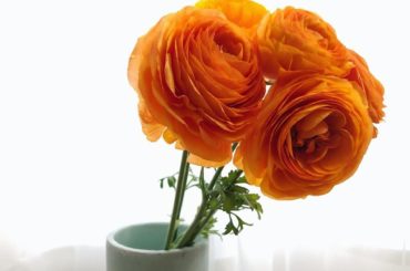 オレンジのラナンキュラス
.
.
.
#flower #ranunculus #stayhome #orange #lifestyle #tokyo #toky...