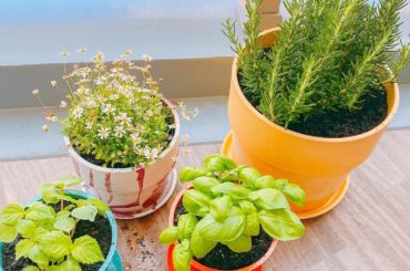 .
.
家庭菜園始めました:)
.
.
rosemary
ベビりアンデージー
青しそ
basil
.
.
#家庭菜園
#お家時間
#stayhome...