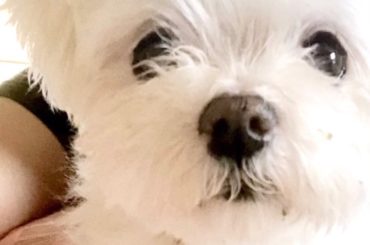 .
私の愛犬ぽんぽこからメッセージが
届きましたので、どーぞ！！
ちょっと緊張してますが
最後まで聞いてあげてね
.
.
あ、みなさんこんに...