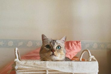 *

@remon.marimo_konno 
#ねこのいる生活 
#マンチカン...