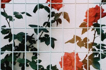 お花探しのお散歩
心が豊かになるよ...