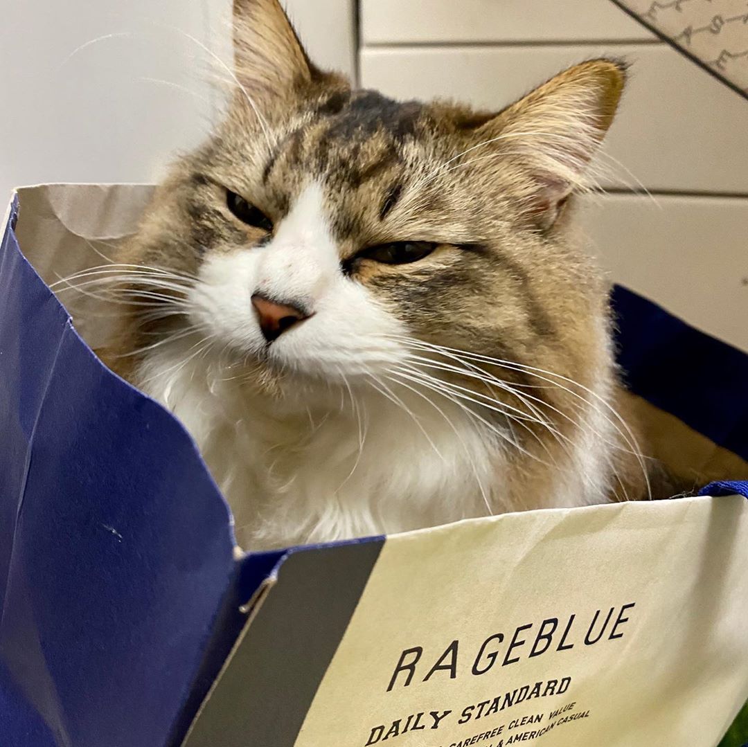 飯窪春菜 写真で一言 テト ねこすたぐらむ 猫のいる暮らし Cat Catstagram 大喜利 チャレンジしてみてね Moe Zine