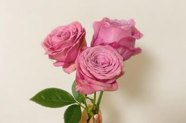 ㅤㅤㅤ
ㅤㅤㅤ

Thank you Mom, 
for all that you’ve done for me
お母さんいつも有難う。︎
ㅤㅤㅤ
#母の日#m...