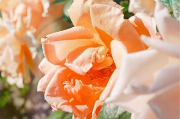 .
一日中生憎の雨でしたが、先日撮ってきた薔薇を
.
今日は、インスタライブ 
19:00-はーちゃん(片山陽加ちゃん)と半分こ配信です 何話すかノープランです...