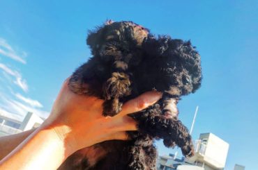 .
Hi!!!Babies!!!!!!
#pappy #poodle #pomeranian #mix犬...