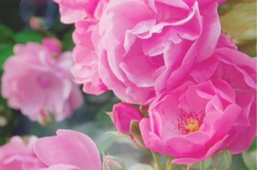 .
薔薇が満開を迎えていて、
お散歩中に癒しを与えてくれます
あまりにも素晴らしいので、写真を撮ってきました.
.
品種をご存知の方は教えて下さい

#s...