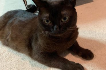 平野道長()﻿
5月11日で9歳になりました﻿
﻿
﻿
相変わらず甘えん坊でやんちゃな子ですが、﻿
猫の7〜10歳は人間の歳にすると44〜56歳。﻿
体調面でも...