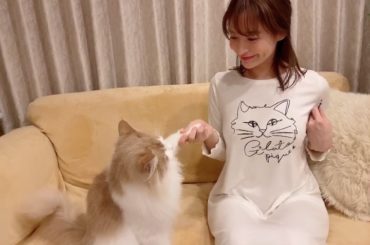 ぱんせっちに
小さい時に覚えさせた
お座りとハグと握手

時々ちゃおちゅーるしながら
思い出してもらっています

#コパンセ
#猫の調教師...