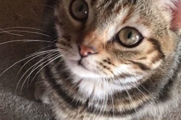 .
実家で飼っている愛猫「ロア」ちゃんです
.
.
アメリカンショートヘアの4歳の女の子♪
.
.
ツンデレで本当に可愛いのです…
.
ご飯の中で嫌いな物は残...