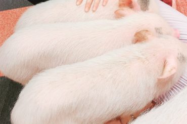 結構前に行ったミニブタカフェのミニブタちゃんたちの写真が出てきて癒されているｗ﻿
三匹の子豚ｗ﻿
﻿
#ミニブタカフェ...