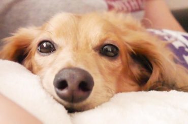 .
.
.
レモンくん
.
.
#可愛すぎる #世界でいちばん #愛犬2匹とも世界でいちばん
#ミニチュアダックスフンド #愛犬 #dog #シュ...