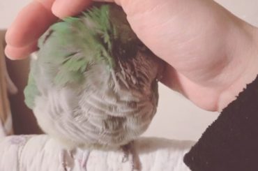 ㅤㅤㅤㅤㅤㅤㅤㅤㅤㅤㅤㅤㅤ
これ、一体どうなっているのかおわかりだろうか？
鳥って眠る時に頭を背中に埋めるのです。
が。
こちらは
うちのオキナインコ・...