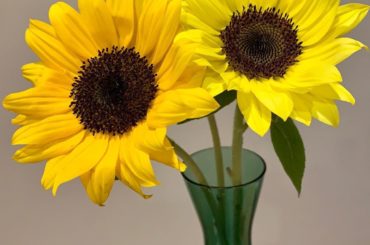 _﻿
﻿
﻿
﻿
﻿
﻿
#sunflowers...