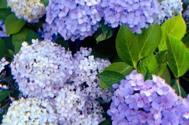 母からのお裾分けを、お裾分け
#紫陽花...