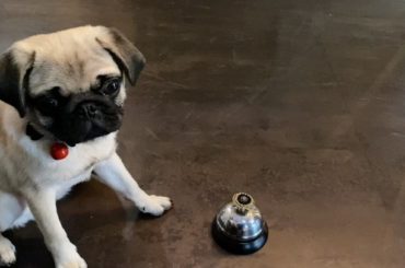 お菓子が欲しい時はチーンって鳴らすんです。ほんっと天才
うちのチビたちにも買ってみよっと。おはぎに癒されたーーーー
@pug_ohagi...