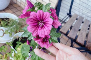 バルコニーで綺麗に咲いたマロウのお花
マロウはハーブティーにすると、色が3色に変化する魔法のようなお花なんです
淹れたては透き通った水色で、時間が経つにつれ紫に...