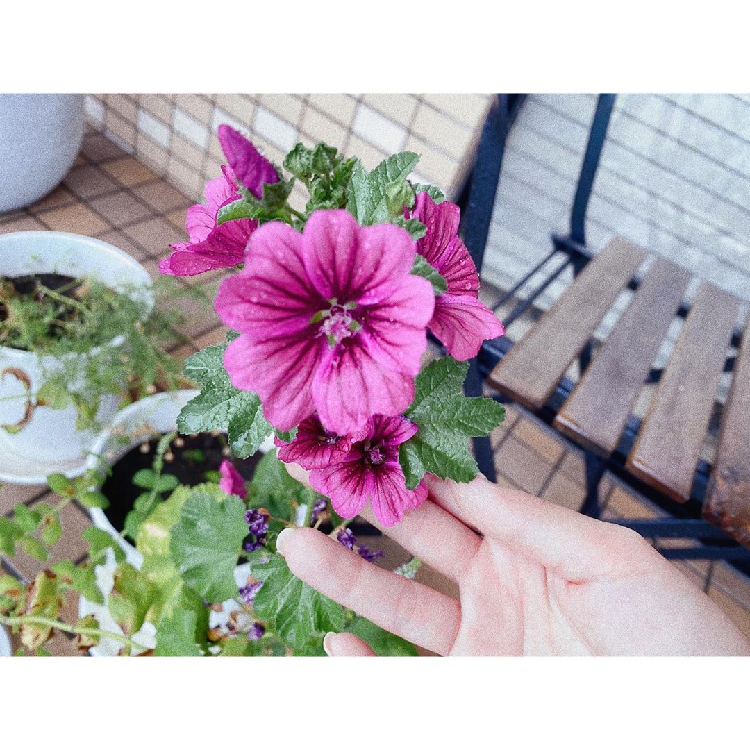 紗栄子 バルコニーで綺麗に咲いたマロウのお花 マロウはハーブティーにすると 色が3色に変化する魔法のようなお花なんです 淹れたては透き通った水色で 時間が経つにつれ紫に Moe Zine
