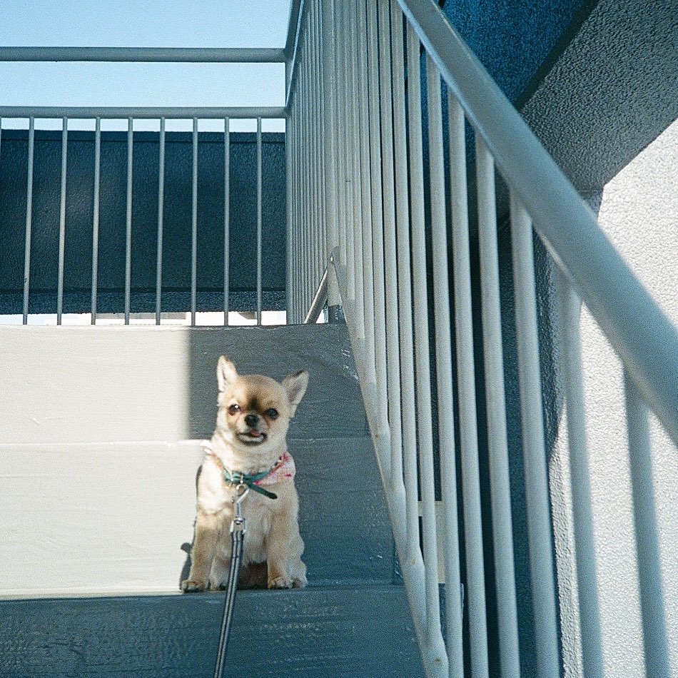 池上紗理依 自粛中にあたしも太ったね 一緒にダイエットしようね チワワ Chihuahua ロングコートチワワ いぬすたぐらむ Moe Zine