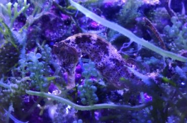 Seahorse
.
タツノオトシゴをこんなに見つめたの初めてだったかも。
これは、ママオトシゴ
.
パパオトシゴと仲良くて微笑まだった〜
.
パパオトシゴはベ...