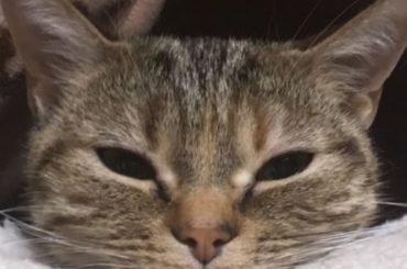 ﻿
﻿
今日も！﻿
一言サイン会＆お話し会﻿
ありがとうございました﻿
﻿
愛猫、ロアちゃんの話しをしてくださる方も多くて﻿
嬉しかったです﻿
﻿
﻿
相変わら...