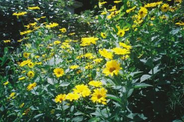 _

#film
#halfcamera...