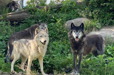 キミまち 放送中です
写真は兄(次男)が北海道で撮ったものです
ガラナが飲みたい！...