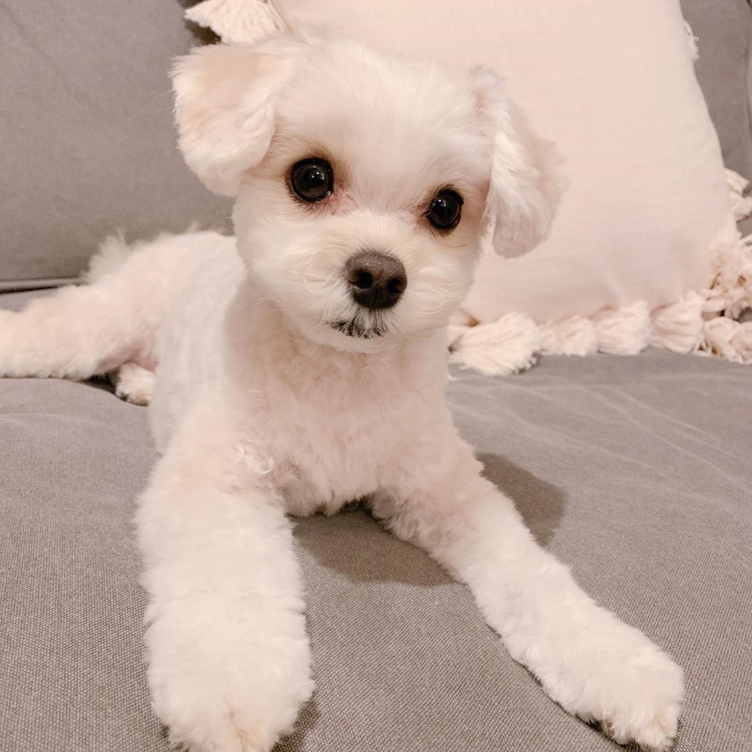 きゃりーぱみゅぱみゅ サマーカットあめちゃん Moe Zine