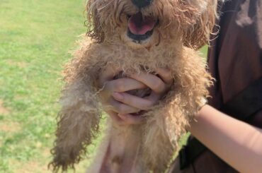 _
ドッグランで水遊びをしました。
びちょびちょ〜〜
この子はうちの子でしょうか♡？笑
#トイプードル #もなか #ドッグラン...